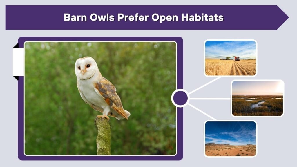 Barn Owls Prefer Open Habitats