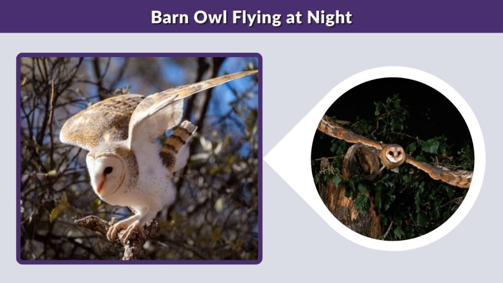 Barn Owl Flying at Night