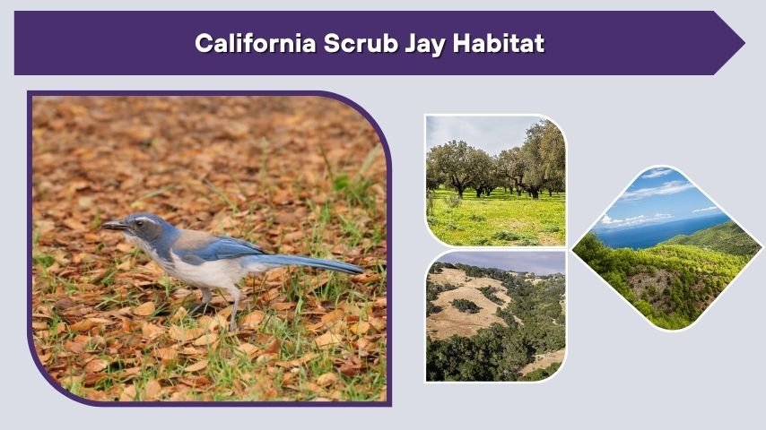 California Scrub Jay Habitat