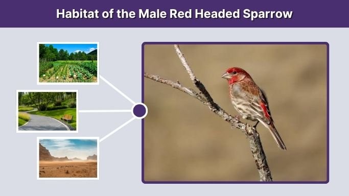 Habitat of the Male Red Headed Sparrow