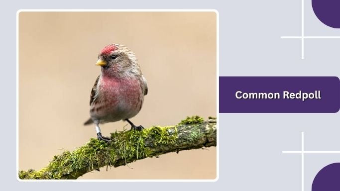 Common Redpoll