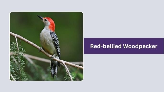 Red-bellied Woodpecker
