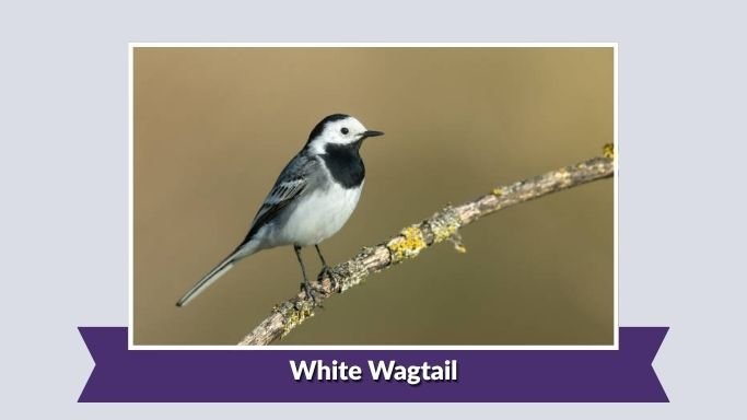 White Wagtail