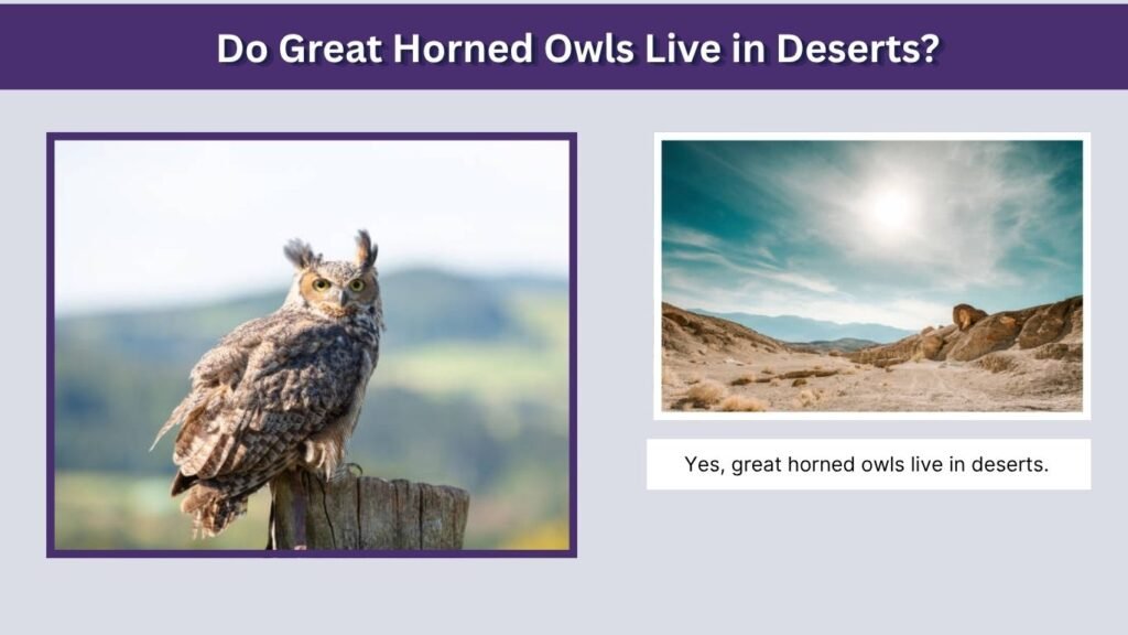 Do Great Horned Owls Live in Deserts?