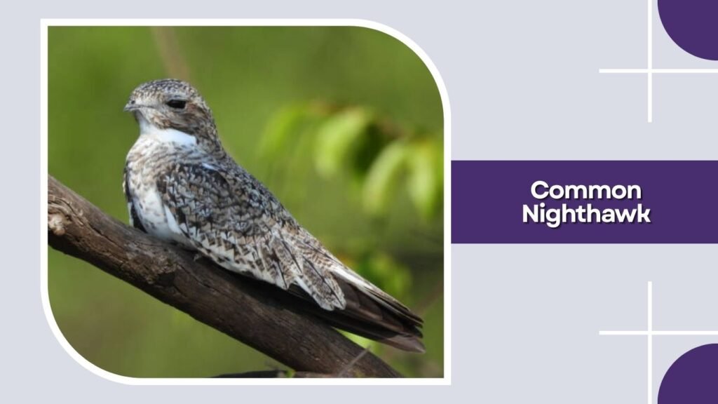 Common Nighthawk