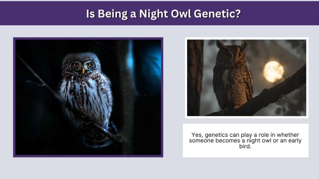 Is Being a Night Owl Genetic?
