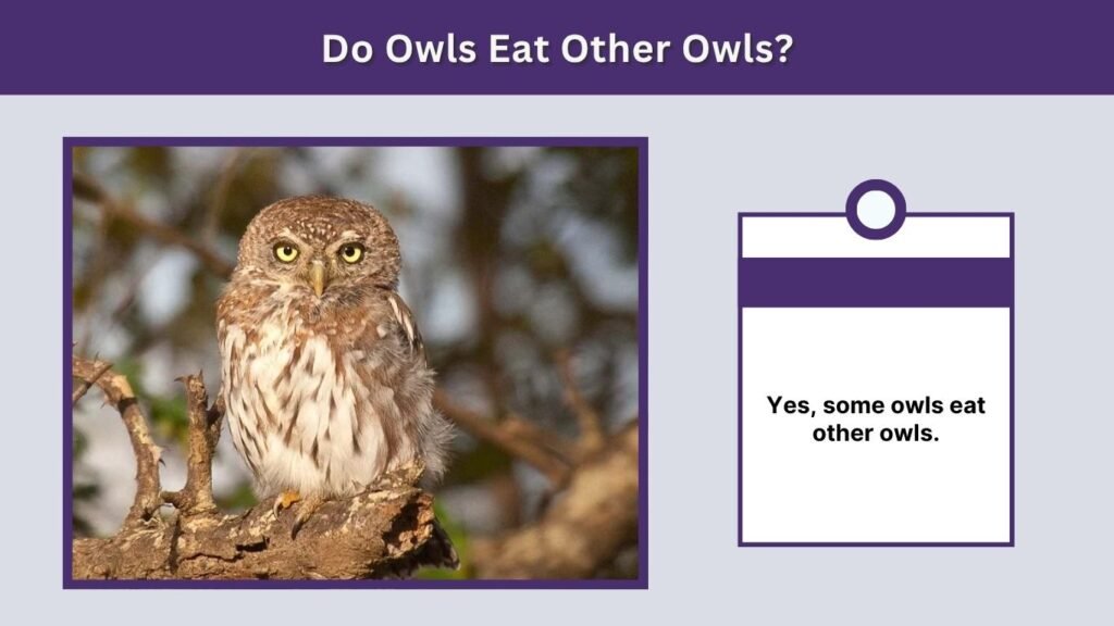 Do Owls Eat Other Owls?