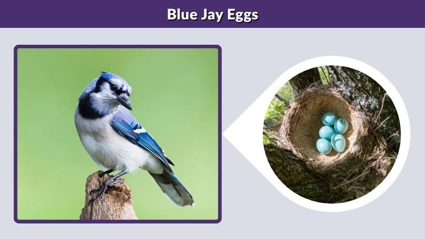 Blue Jay Eggs