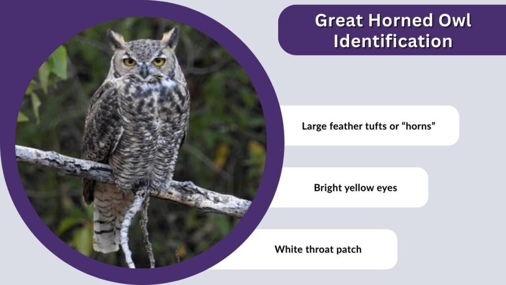 Great Horned Owl Identification