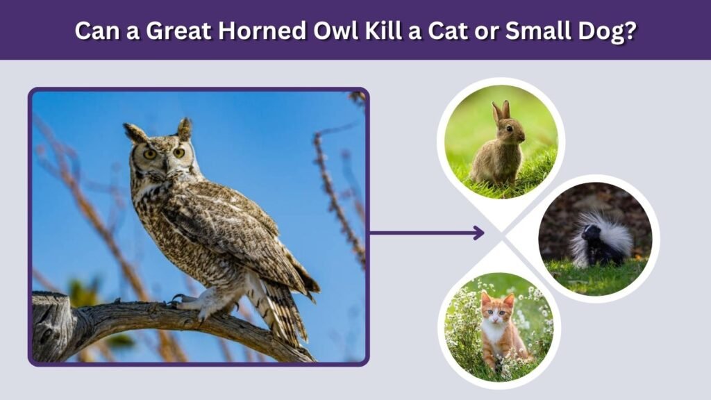 Can a Great Horned Owl Kill a Cat or Small Dog?
