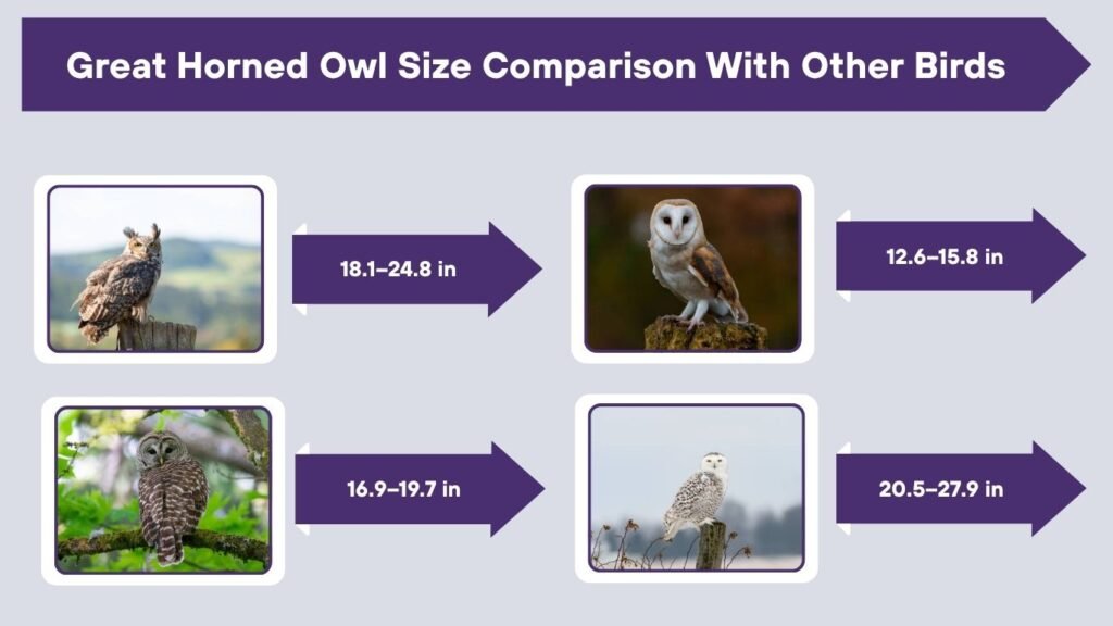 Great Horned Owl Size Comparison With Other Birds