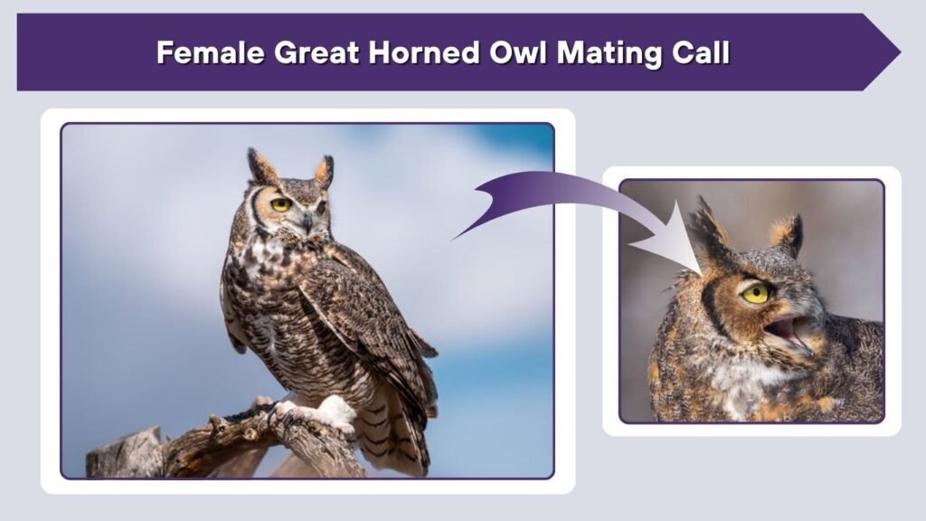 Female Great Horned Owl Mating Call