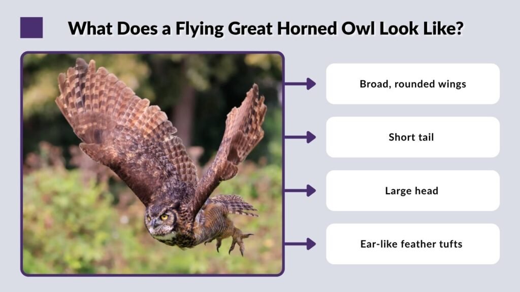 What Does a Flying Great Horned Owl Look Like?