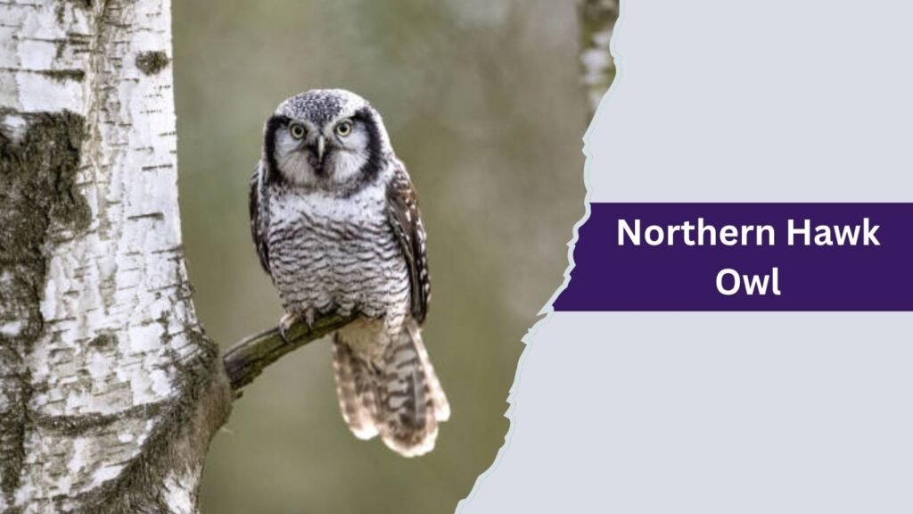  Northern Hawk Owl