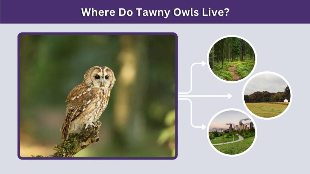 Where Do Tawny Owls Live?