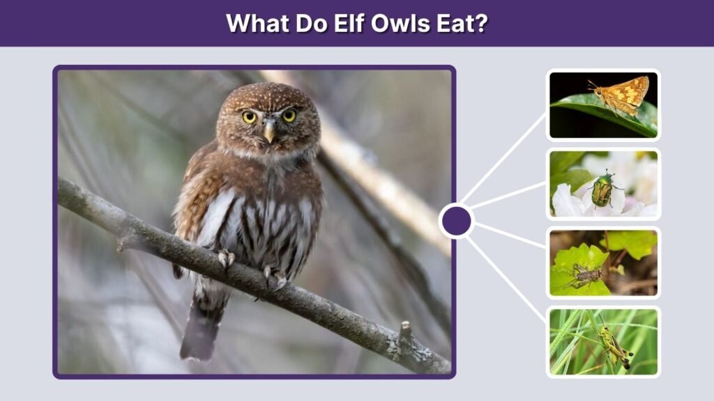 What Do Elf Owls Eat?