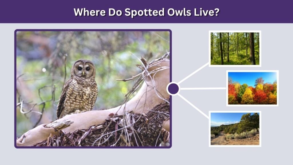 Where Do Spotted Owls Live?