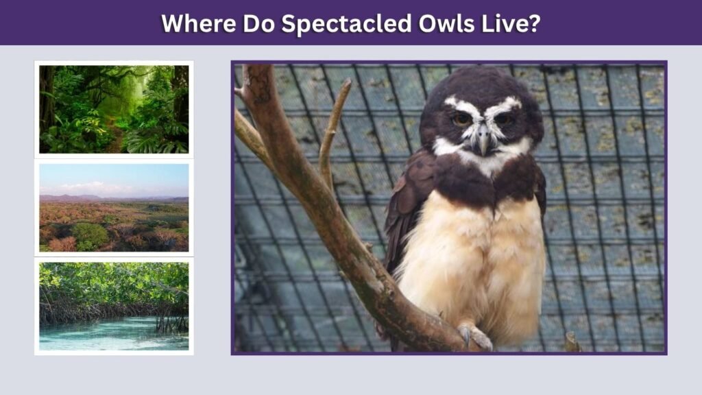 Where Do Spectacled Owls Live?
