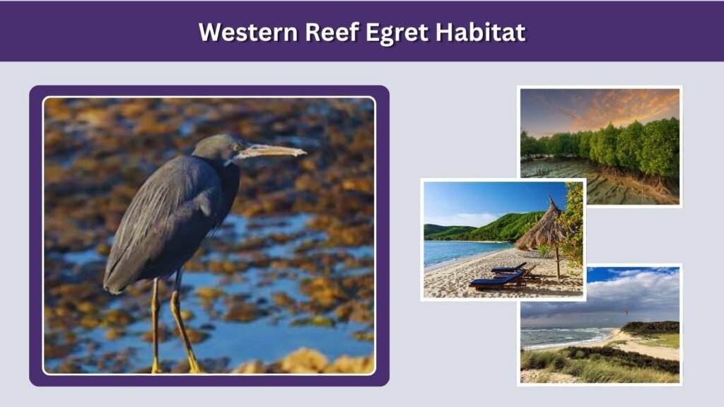 Western Reef Egret Habitat