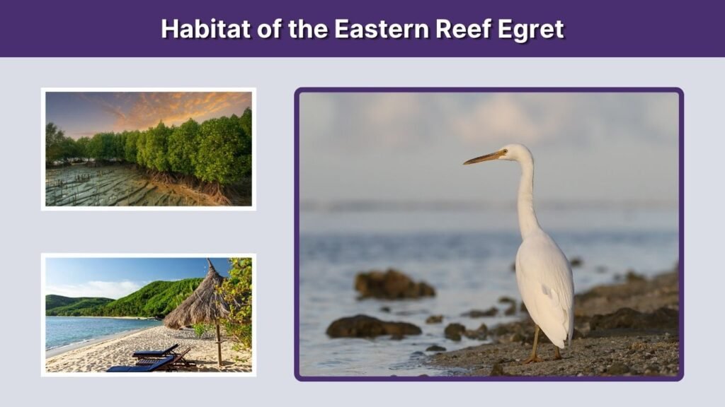 Habitat of the Eastern Reef Egret