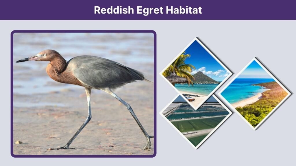 Reddish Egret Habitat