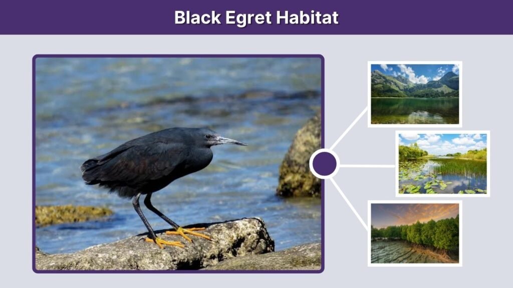 Black Egret Habitat