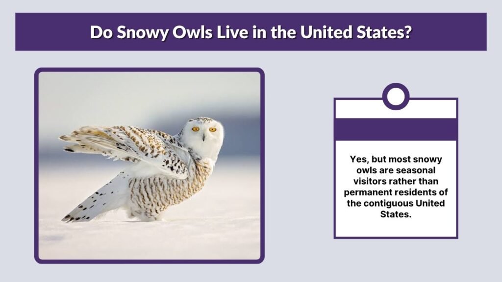 Do Snowy Owls Live in the United States?
