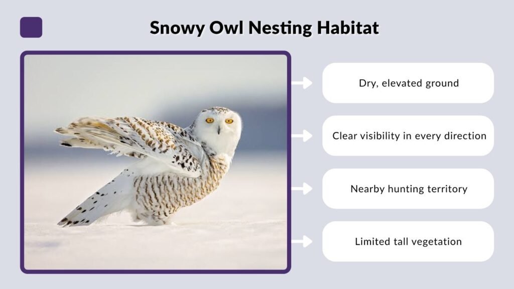 Snowy Owl Nesting Habitat