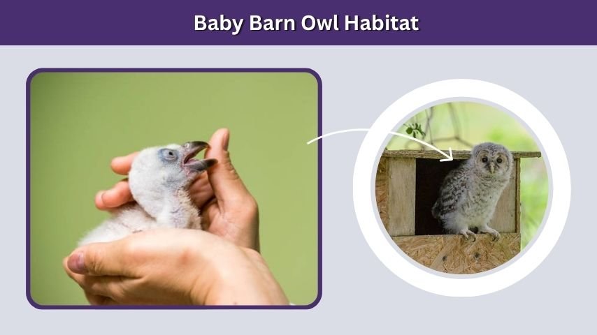 Baby Barn Owl Habitat