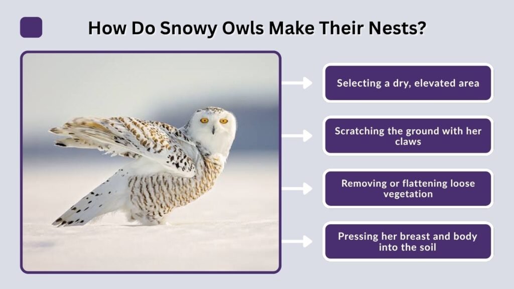 How Do Snowy Owls Make Their Nests?