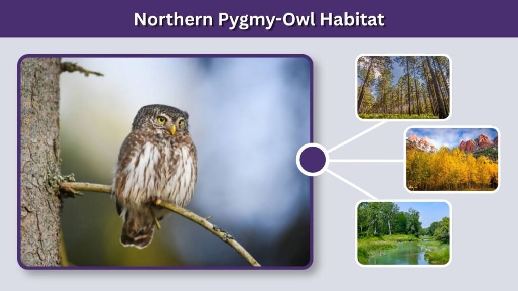 Northern Pygmy-Owl Habitat