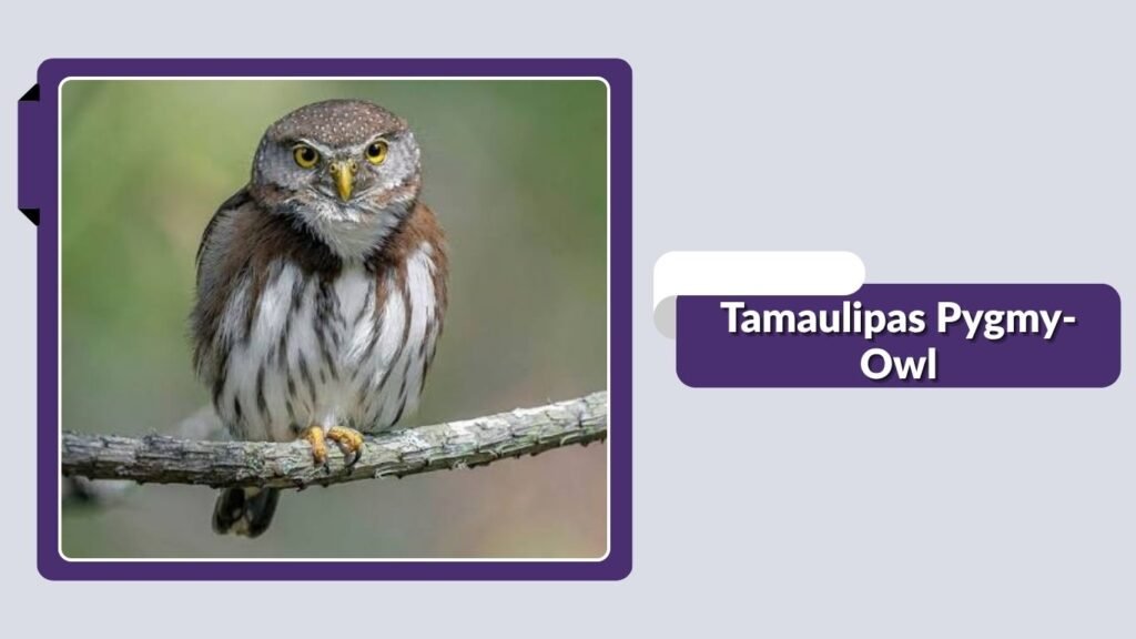 Tamaulipas Pygmy-Owl