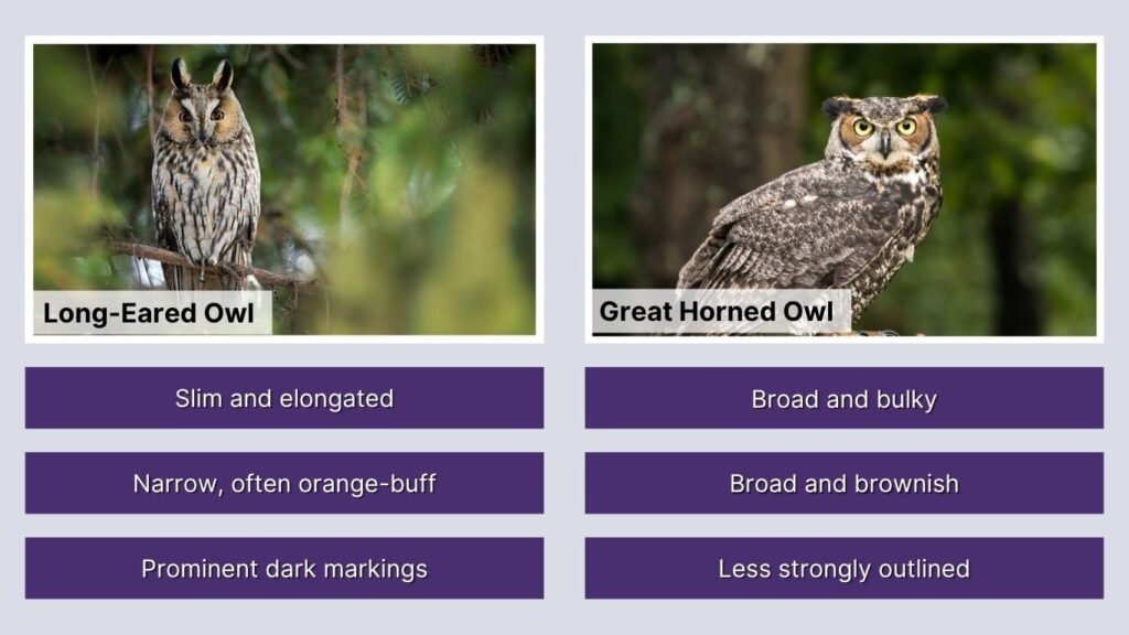 Long-Eared Owl vs Great Horned Owl Appearance and Identification