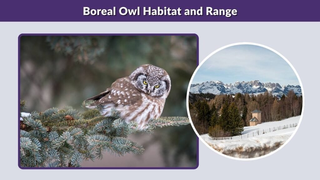 Boreal Owl Habitat and Range