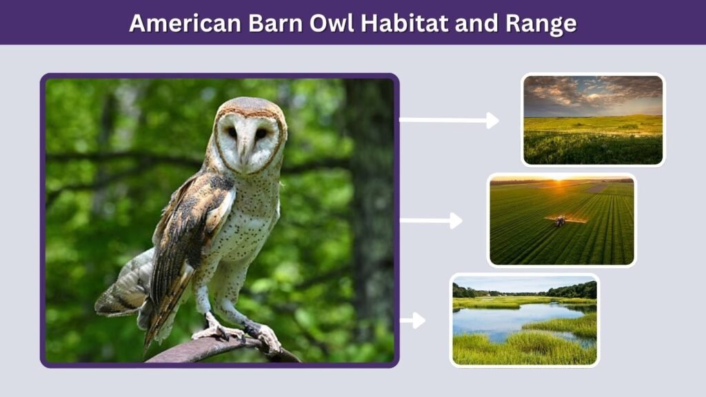 American Barn Owl Habitat and Range