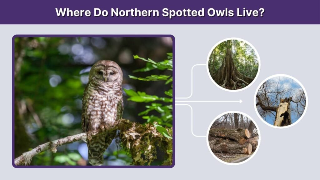 Where Do Northern Spotted Owls Live?