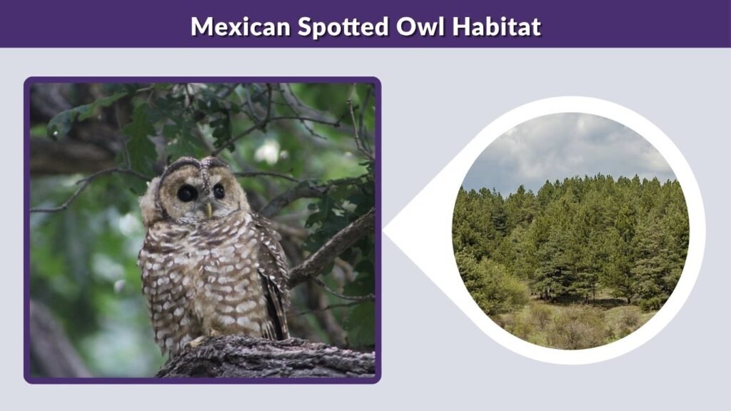Mexican Spotted Owl Habitat