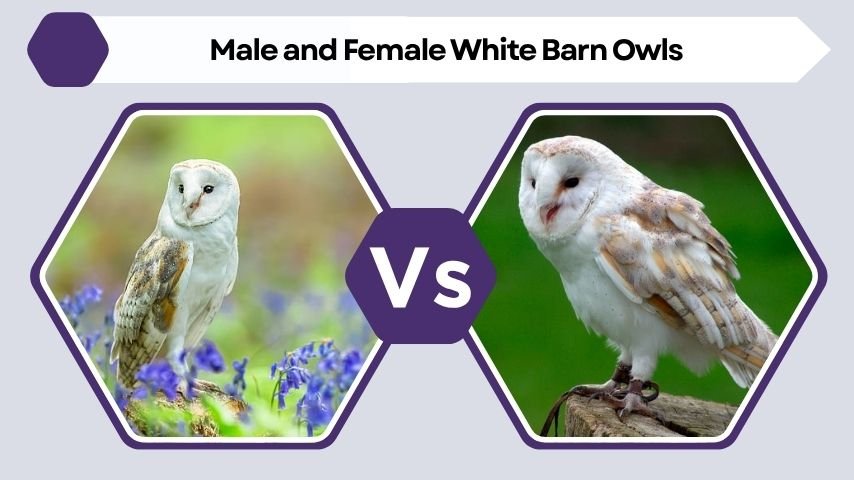 Male and Female White Barn Owls