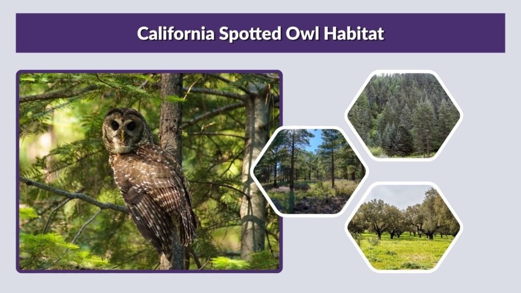 California Spotted Owl Habitat