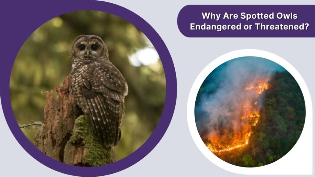 Why Are Spotted Owls Endangered or Threatened?
