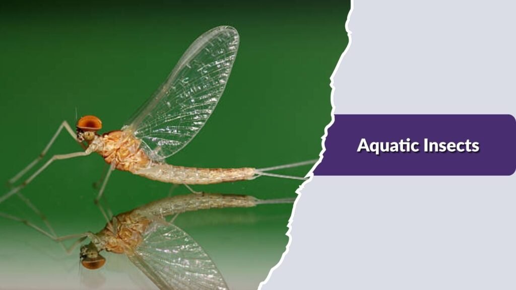 Aquatic Insects