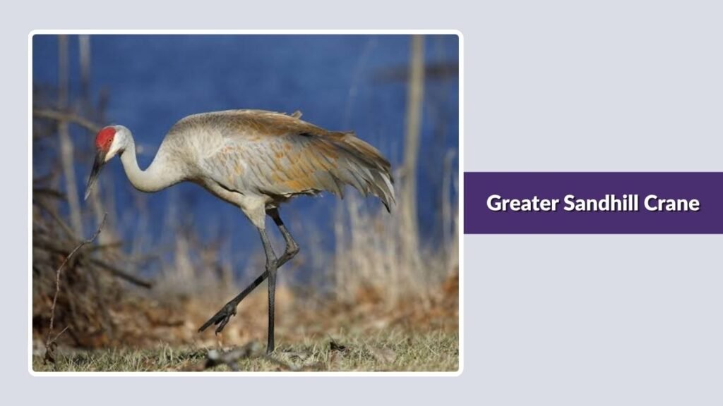 Greater Sandhill Crane