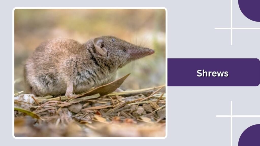 Shrews
