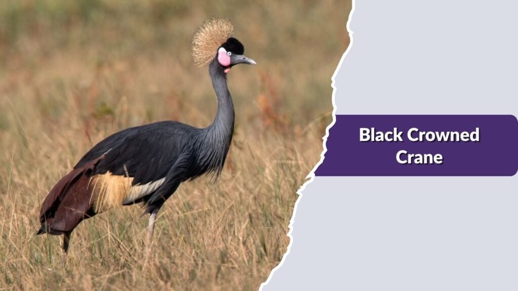 Black Crowned Crane