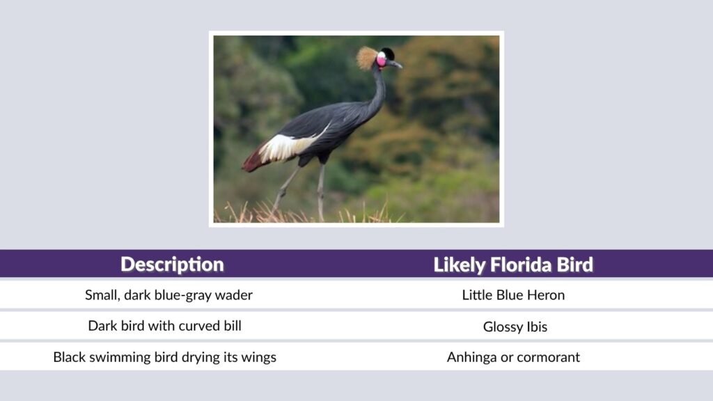 Black Crane Birds in Florida
