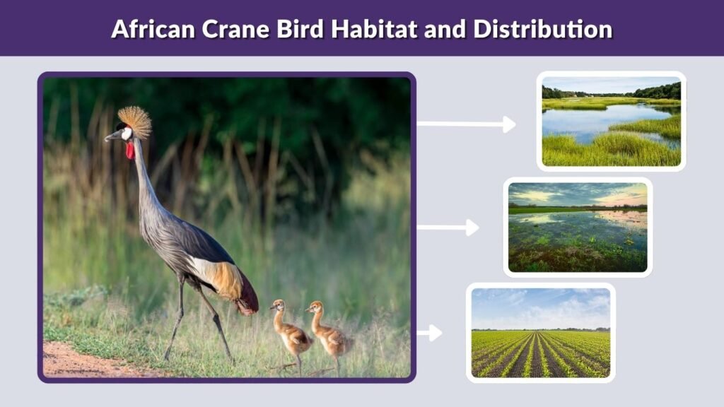 African Crane Bird Habitat and Distribution
