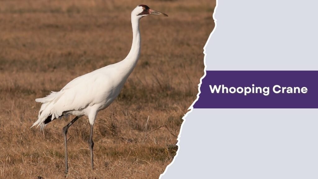 Whooping Crane