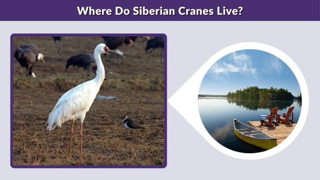 Where Do Siberian Cranes Live?