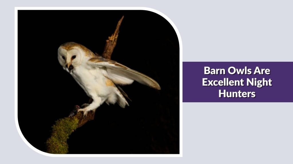 Barn Owls Are Excellent Night Hunters