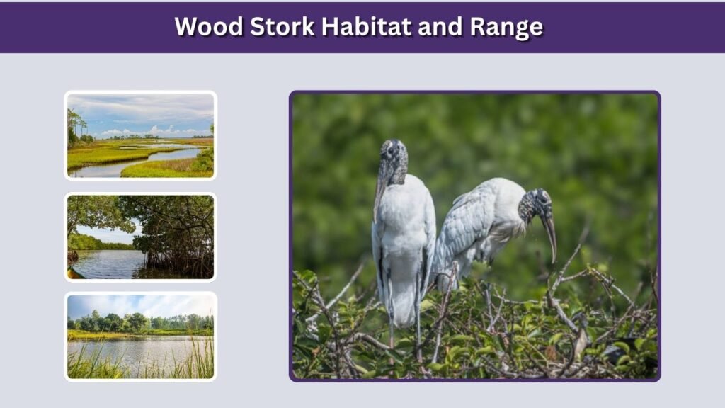 Wood Stork Habitat and Range